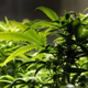 Image for article titled Black People Are Still Being Disproportionately Arrested for Marijuana Possession: Report